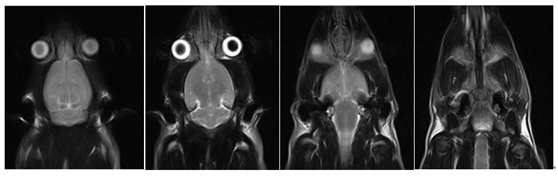 小鼠头颅扫描，T2W FSE (2).jpg